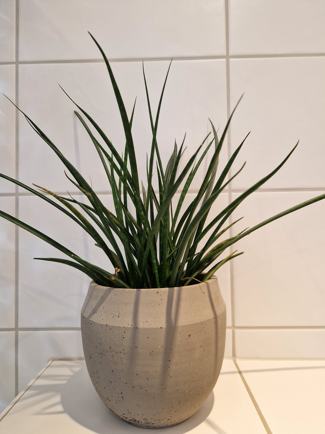 Grønnplanter til badet