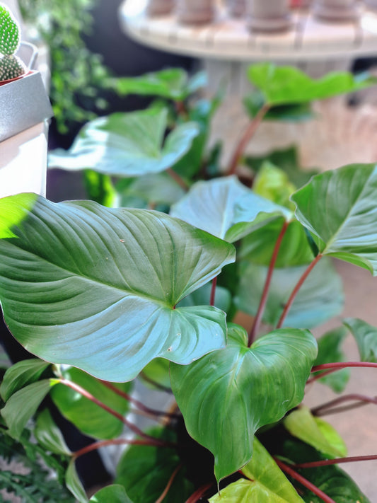 Planter til kontoret