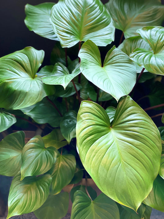 Bilde av grønn plante