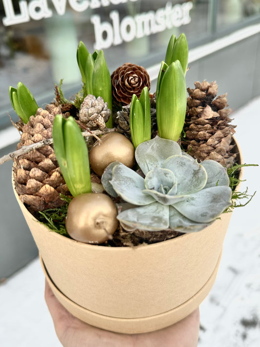 Svibel i fin gaveeske