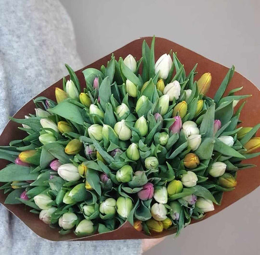 Tulipaner